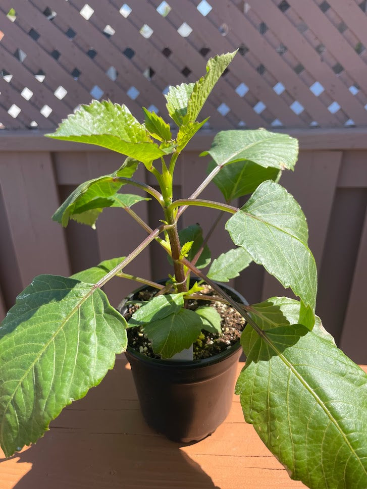 Dahlia Plant/Cutting