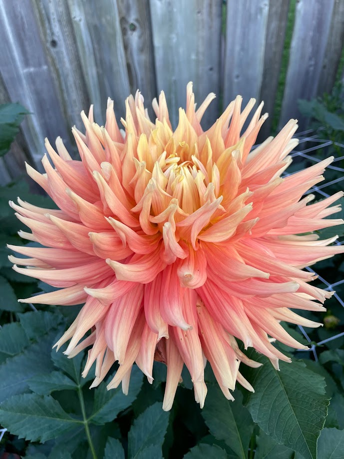 Giant Dahlias