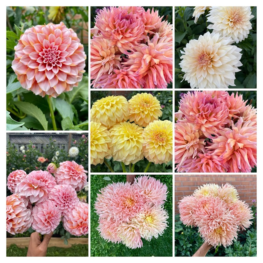 Dahlias Tubers