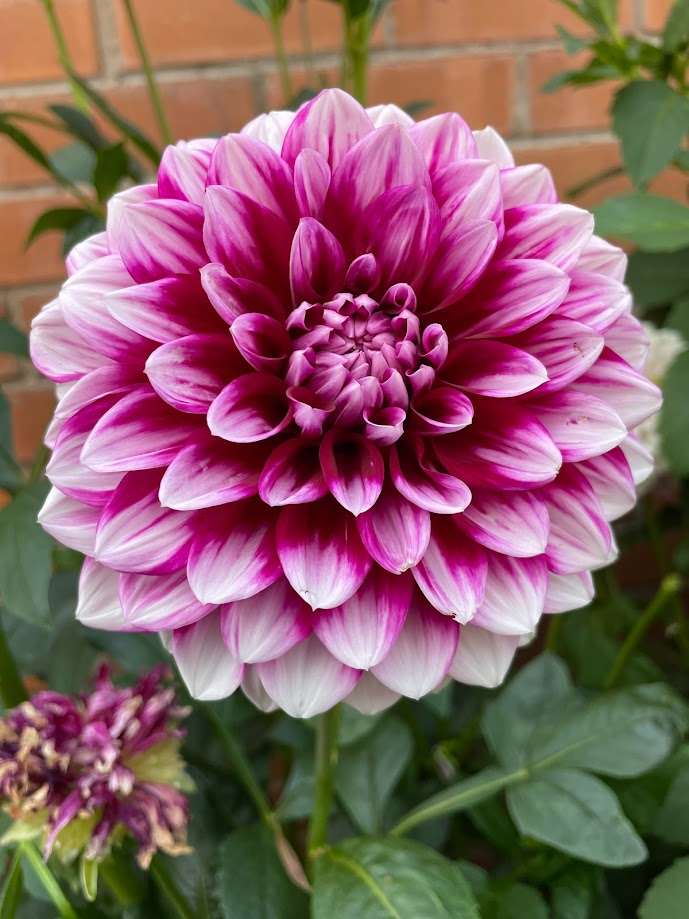 Dahlia Aitara Diadem