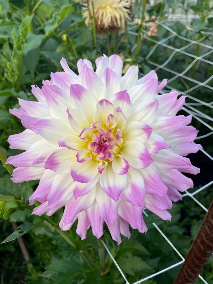 Dahlia April Dawn