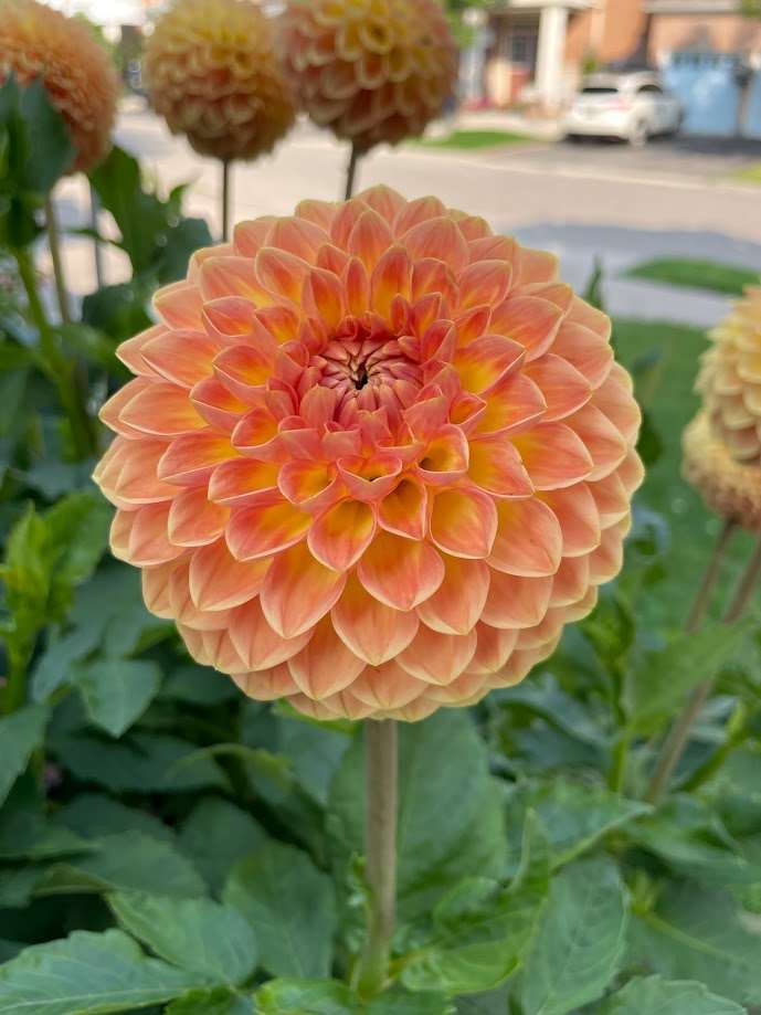 Dahlia Blyton Softer Gleam