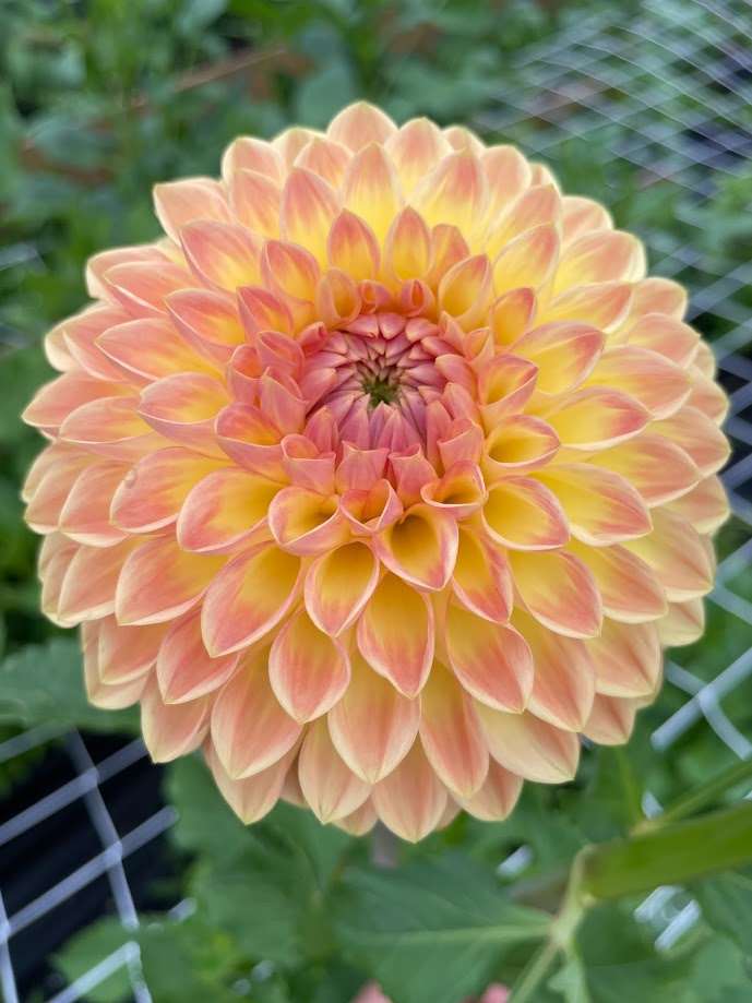 Dahlia Blyton Softer Gleam