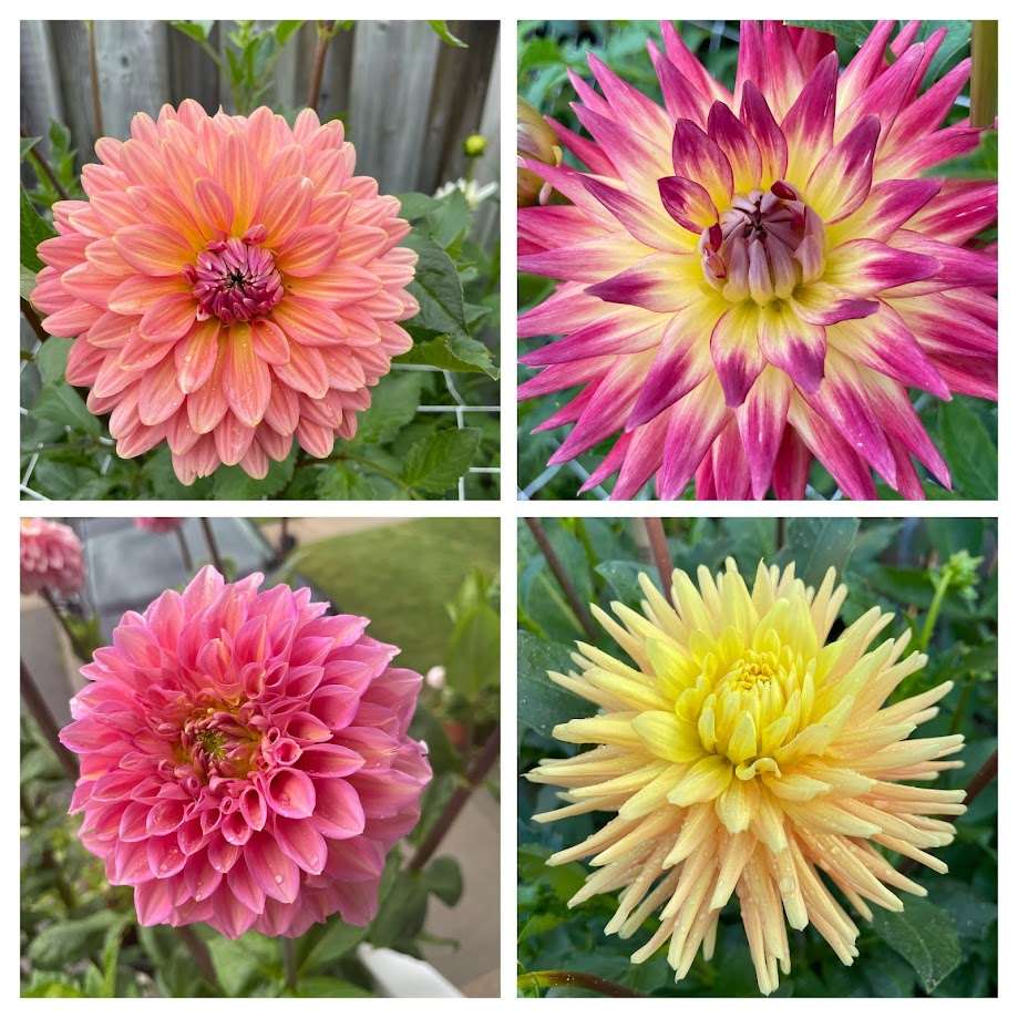 5 MYSTERY DAHLIA TUBERS