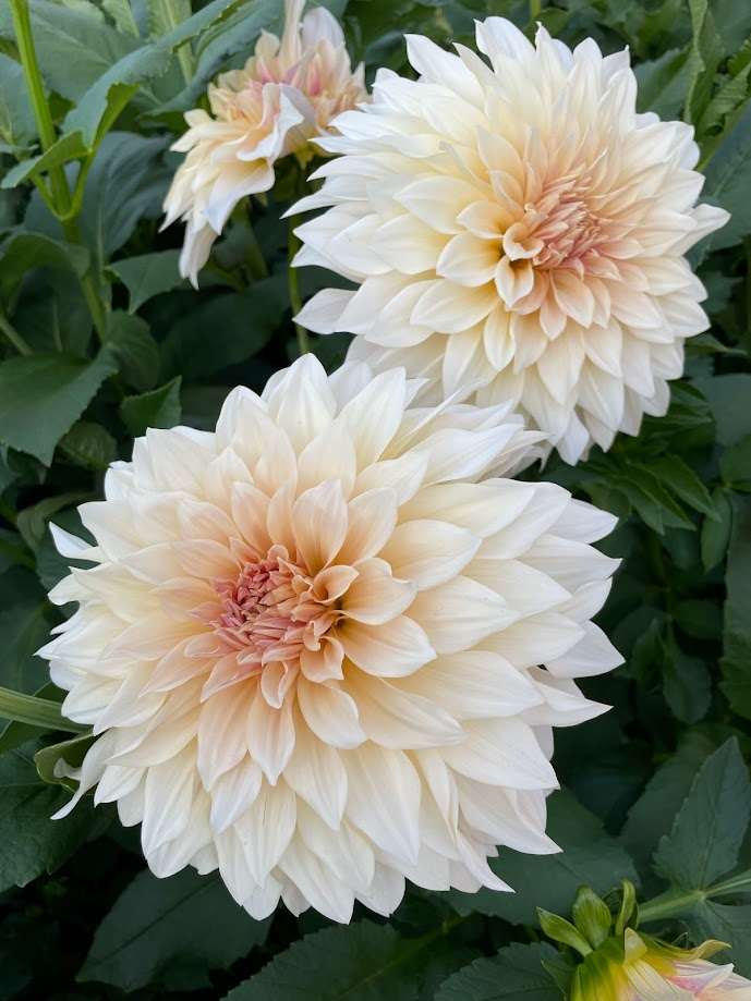 Dahlia Cafe Au Lait