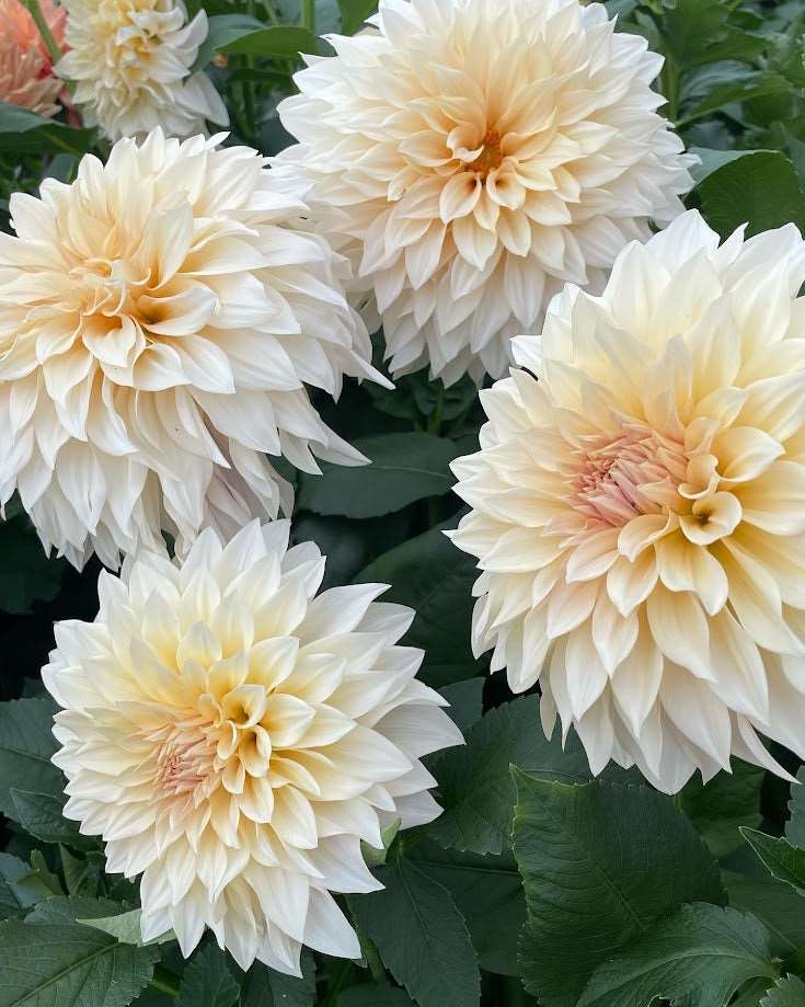 Dahlia Cafe au Lait, Multiple flowers