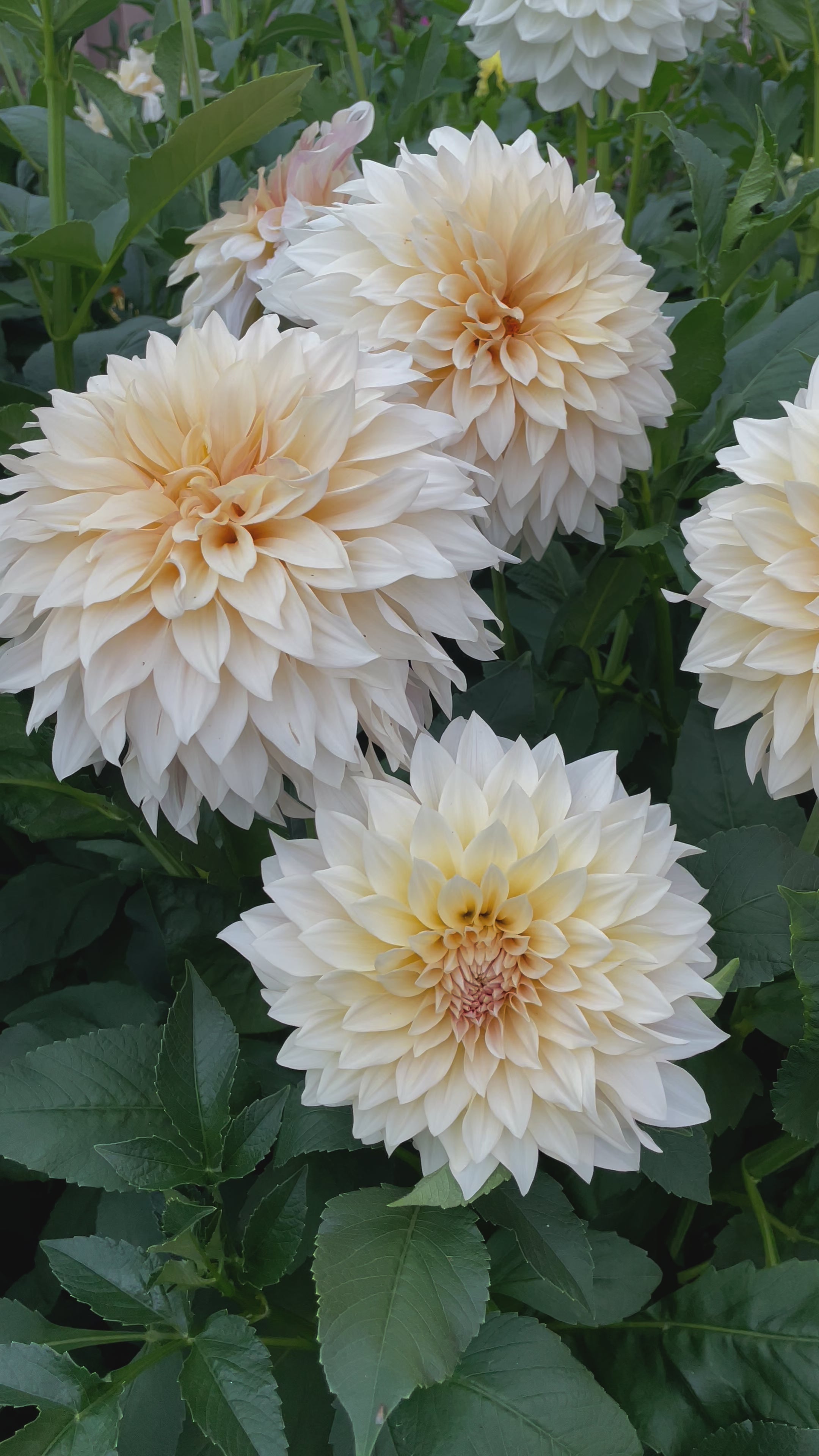 Dahlia Cafe Au Lait video